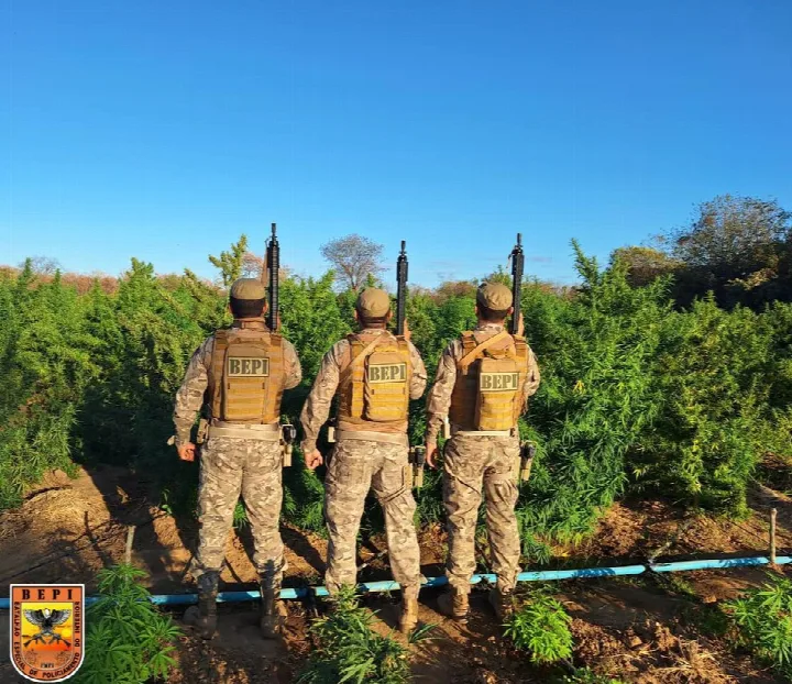 PM localiza plantação de 20 toneladas de maconha em Nazaré do Piauí