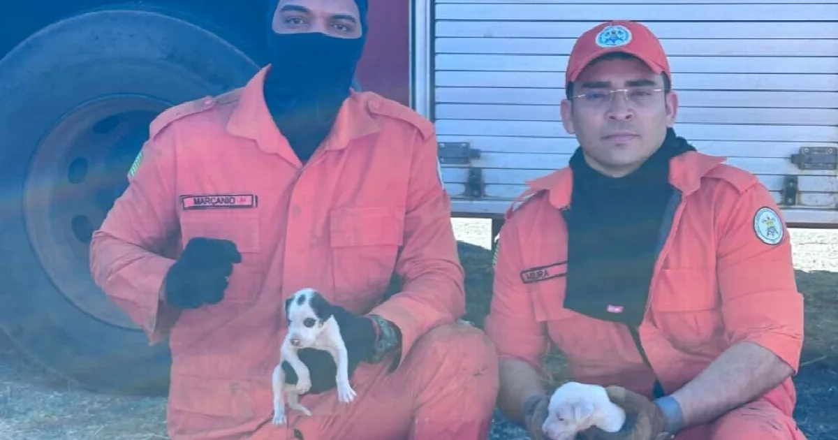 Bombeiros combatem incêndio em mata e resgatam animais em Oeiras