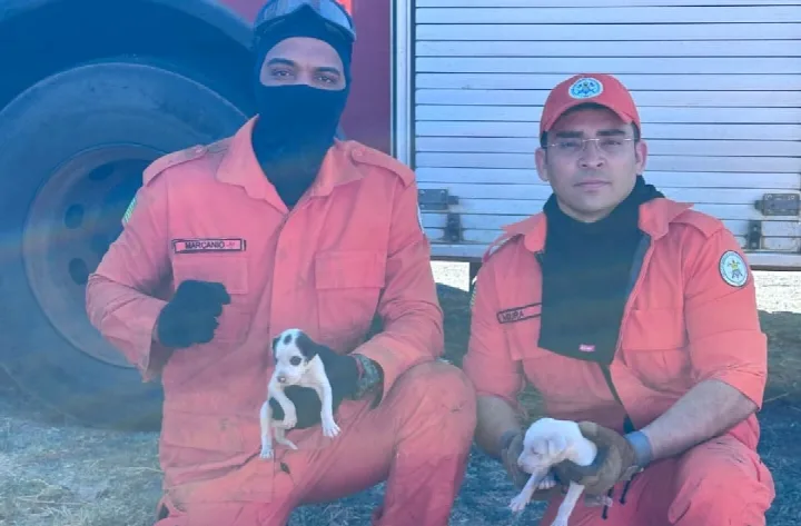 Corpo de Bombeiros combate incêndio em área de mata e resgata animais em Oeiras