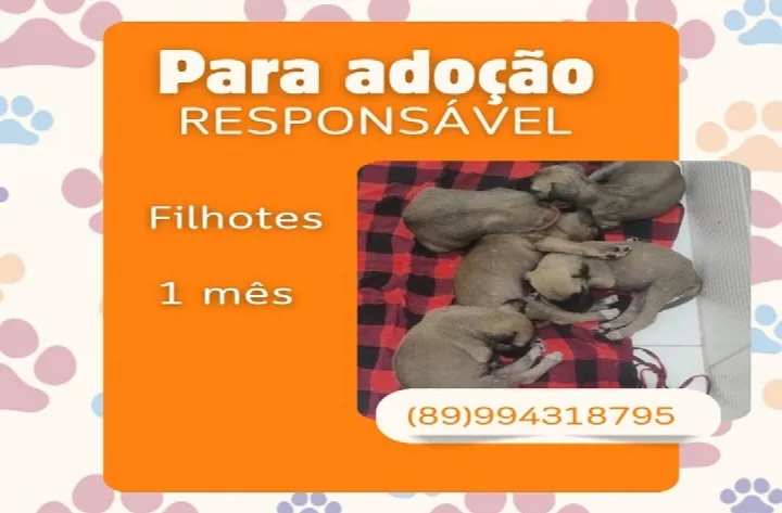 Adoção responsável: três filhotes de cachorrinhas esperam por um lar em Oeiras