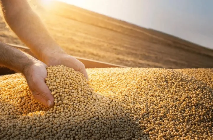 Baixa Grande do Ribeiro e Uruçuí estão no top 50 maiores produtores de grãos