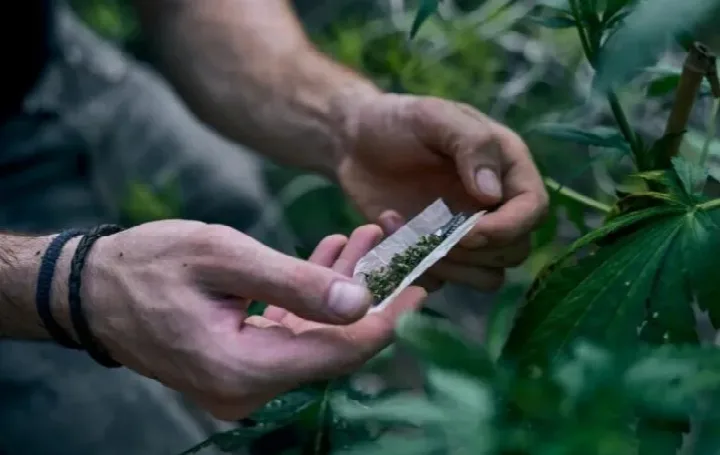 Decisão do STF sobre porte de maconha demanda novos procedimentos