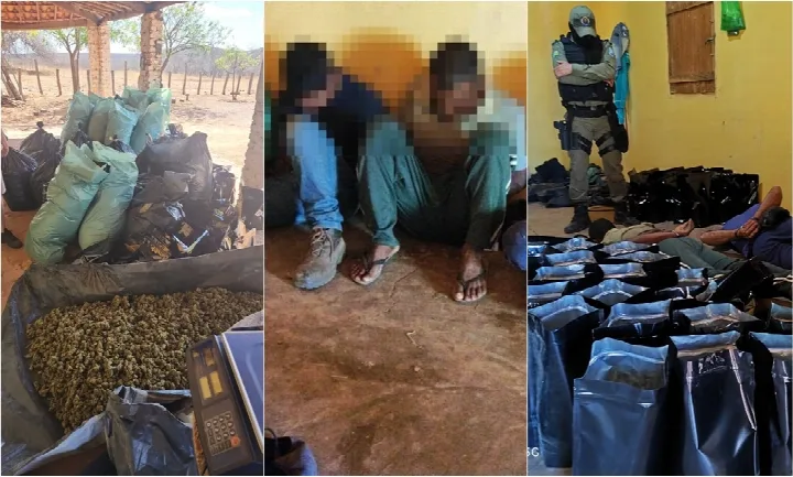 Polícia Militar localiza roça de maconha e prende sete pessoas em cidade do Piauí