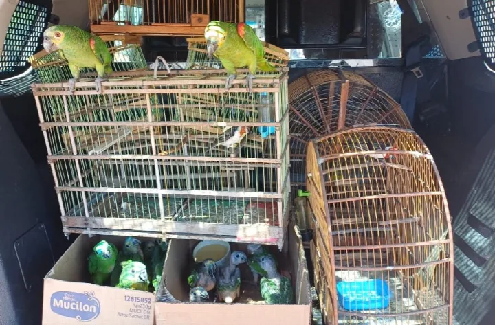 PRF apreende aves silvestres em restaurante no povoado Gaturiano