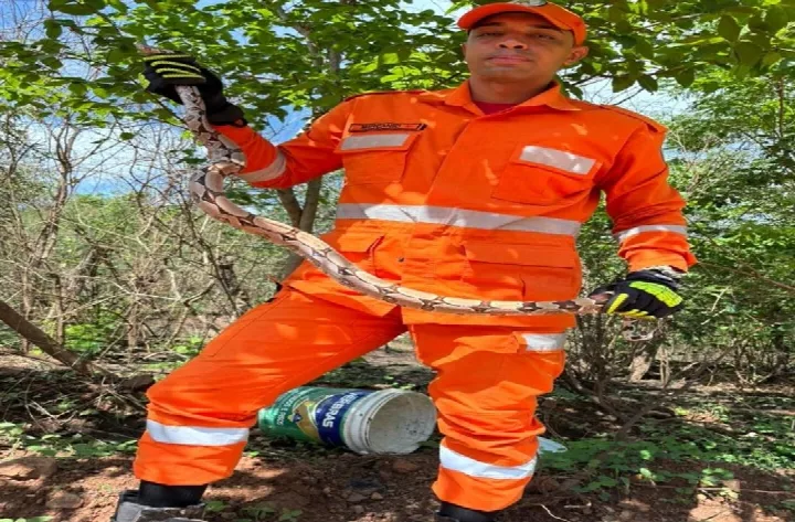 VÍDEO: Bombeiros resgatam jiboia em obra de ampliação da subestação de energia em Oeiras