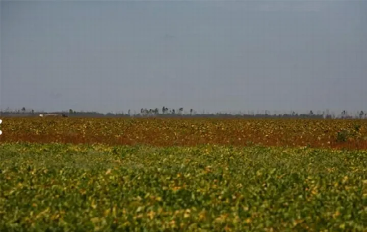Piauí fará parte de força-tarefa nacional para combater desmatamento no Cerrado