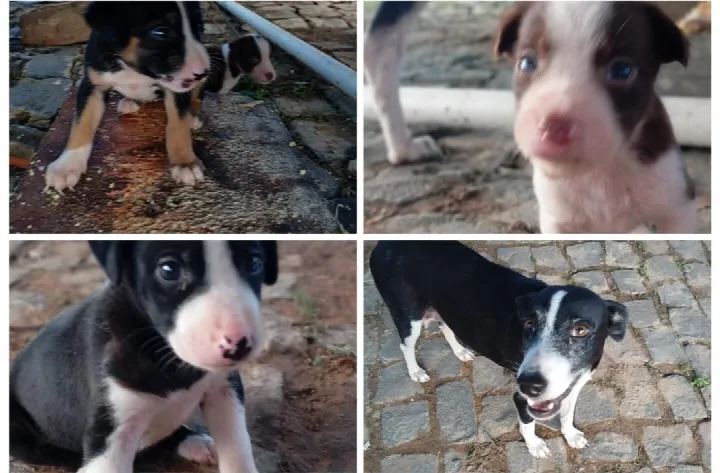 Bombeiros resgatam cães em situação de risco, mas buscam lares para os animais