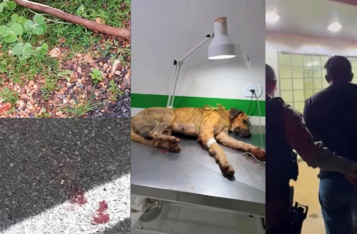 Homem é preso após agredir cão a pauladas em Campinas do Piauí; animal sobrevive e é adotado