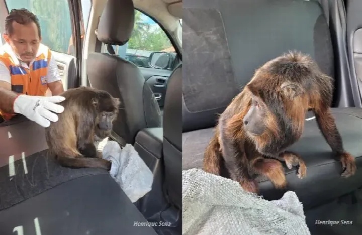 Macaco bugio é resgatado por policiais com ferimentos e debilitado no interior do Piauí