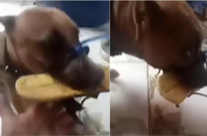 Cachorra tem boca amarrada por tutor em Teresina; caso gera revolta