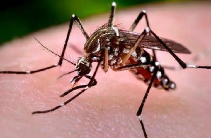 Piauí chega a 15 mortes por dengue em 2026; cinco óbitos são investigados