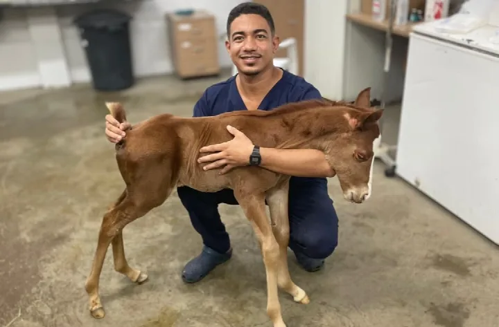 Médico veterinário Diorgenis Matos oferece atendimento 24 horas para grandes animais em Oeiras e região