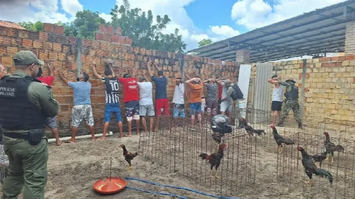 PM apreende mais de 40 galos em residência que eram usados em rinhas no litoral do Piauí