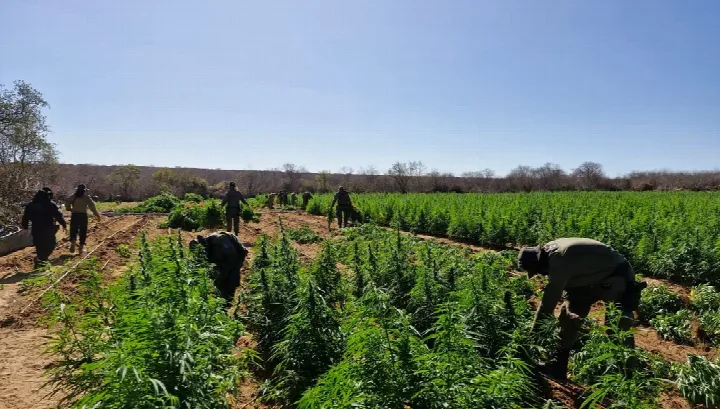Polícia Militar do Piauí localiza plantação de 90 mil pés de Maconha em Conceição do Canindé