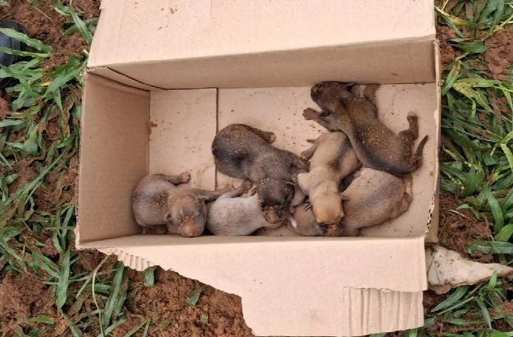 Corpo de Bombeiros resgata seis filhotes de cachorro em buraco na Praça Costa Alvarenga, em Oeiras