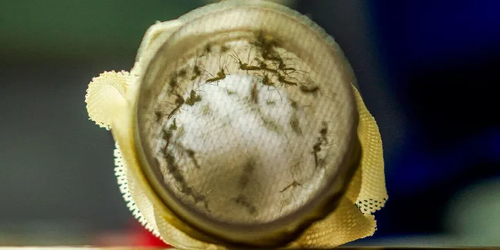 Joinville implementará bactéria wolbachia no combate eficaz à dengue