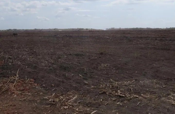 Agronegócio destrói floresta em Oeiras