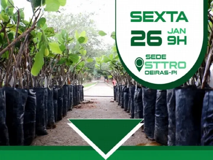 STTR promove distribuição de 15 mil mudas de caju para agricultores em Oeiras