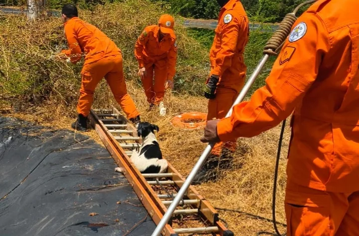 Corpo de Bombeiros resgata três cães na estação de tratamento de água em Oeiras