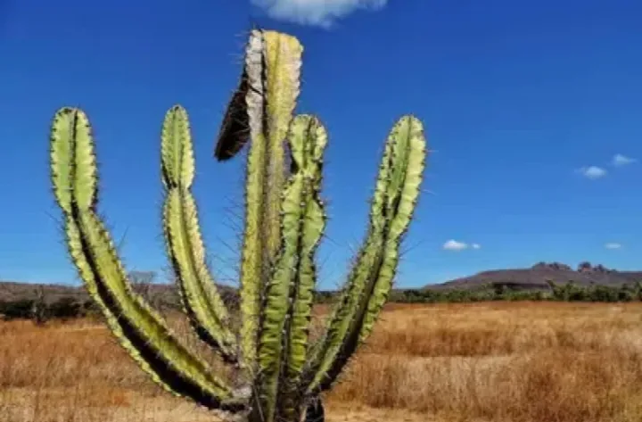 Piauí já tem uma em cada dez cidades em emergência por seca ou estiagem