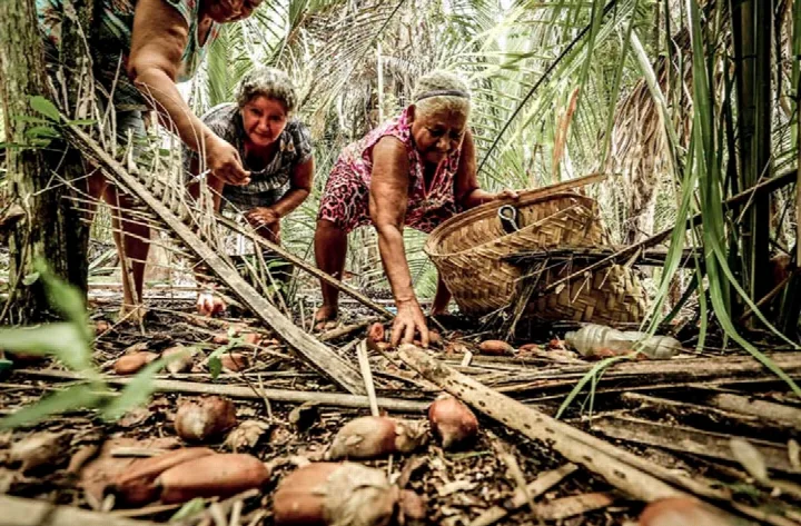 Incra reconhece 123 famílias de quebradeiras de coco no Piauí