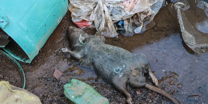 Rio Grande do Sul Confirma 20ª morte por leptospirose após enchentes