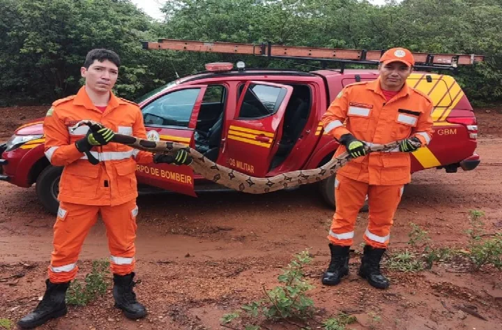 Bombeiros resgatam jiboia em residência de Oeiras e garantem retorno ao habitat natural